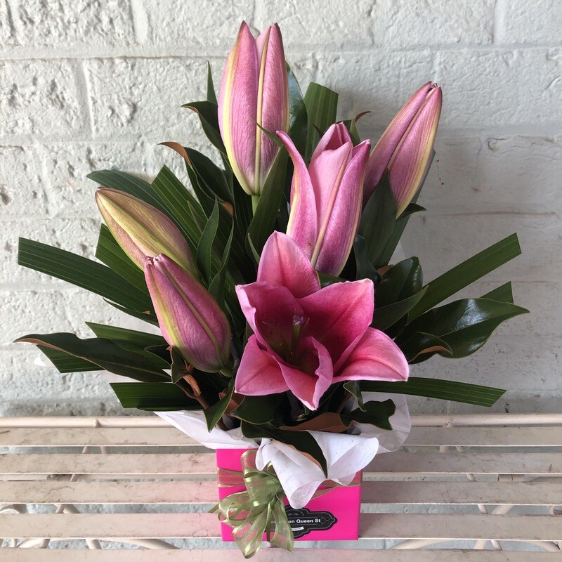 Pink Oriental