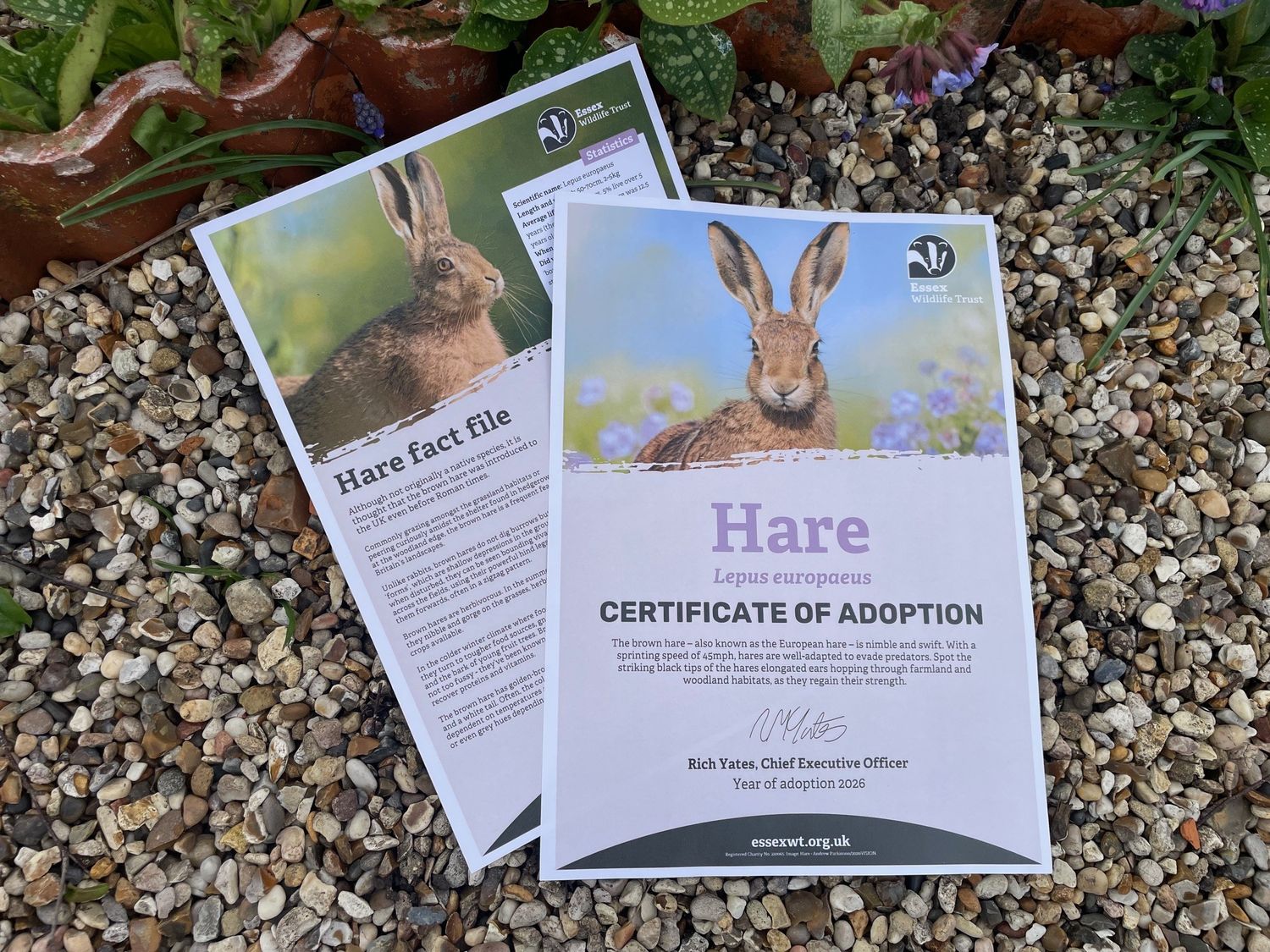 Adopt a hare - digital pack