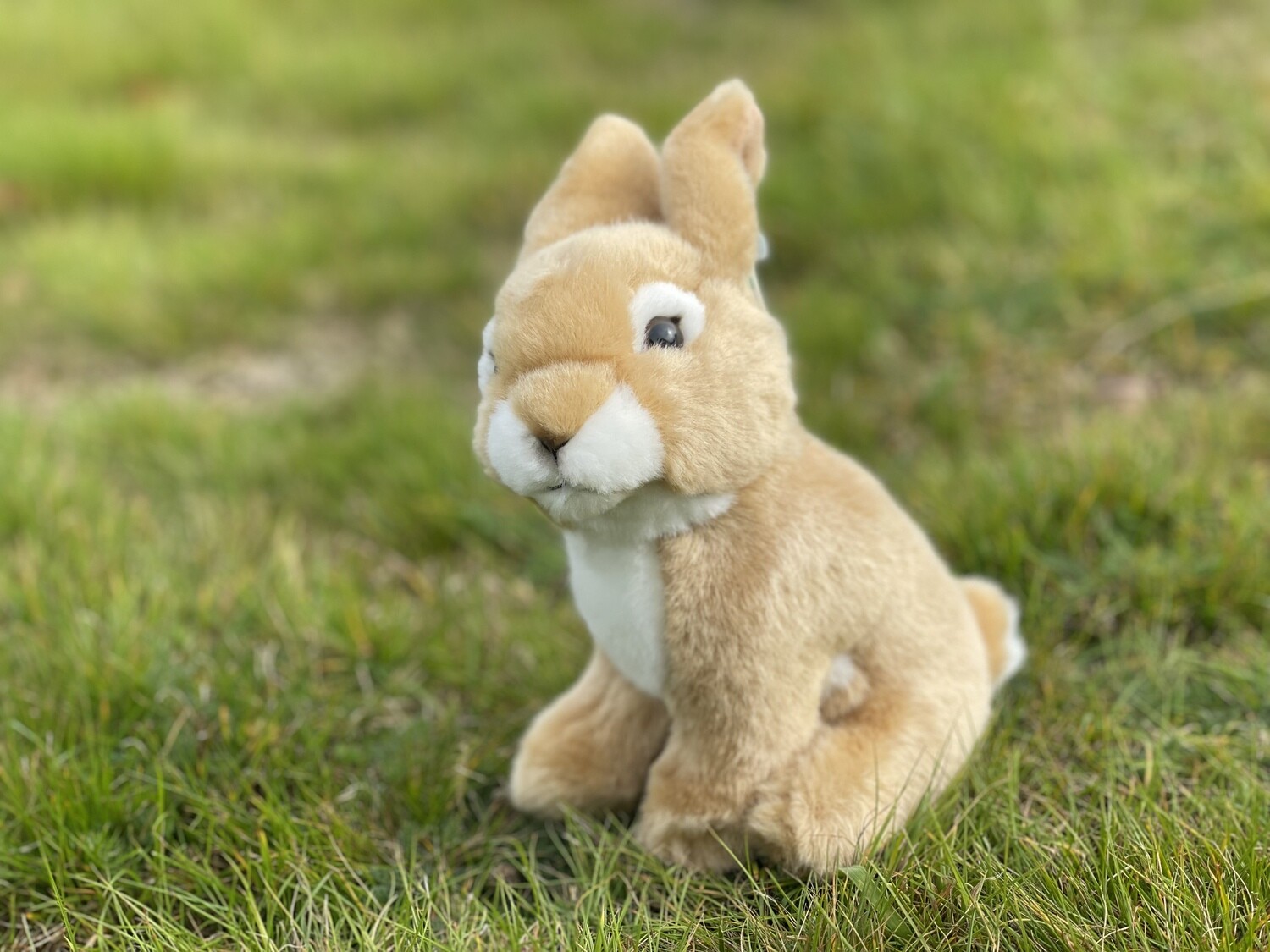 Adopt a hare - gift box
