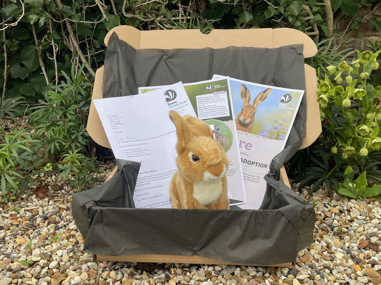 Adopt a hare - gift box