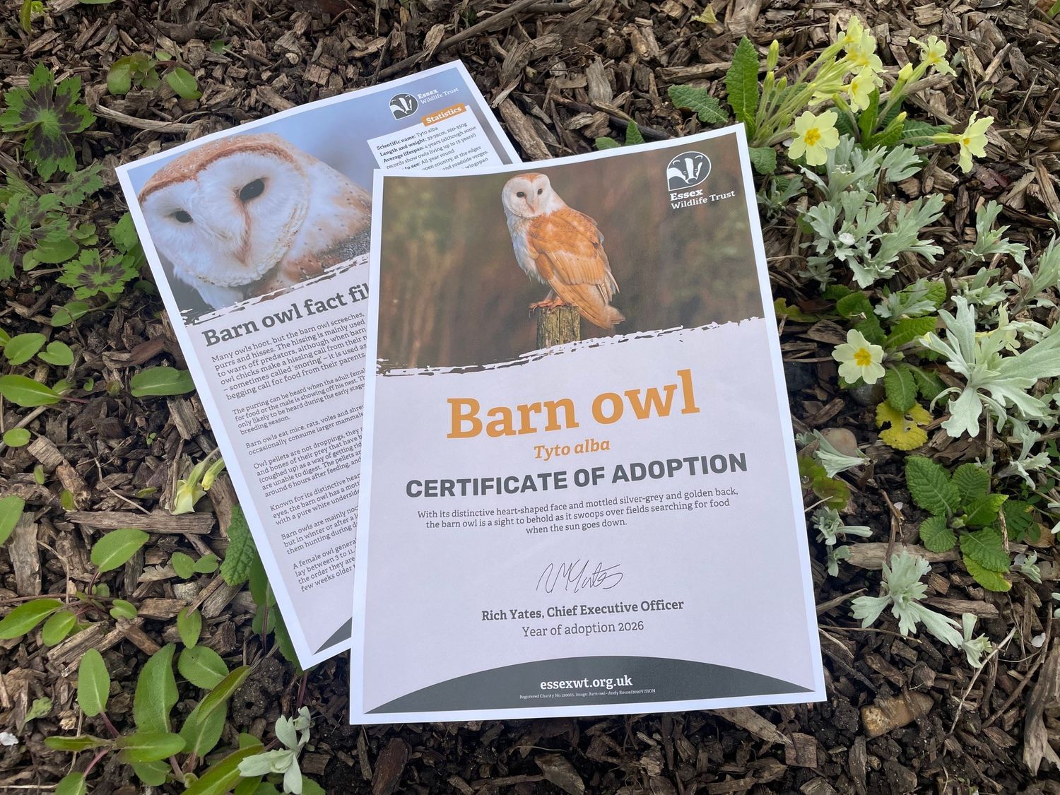 Adopt a barn owl - digital pack