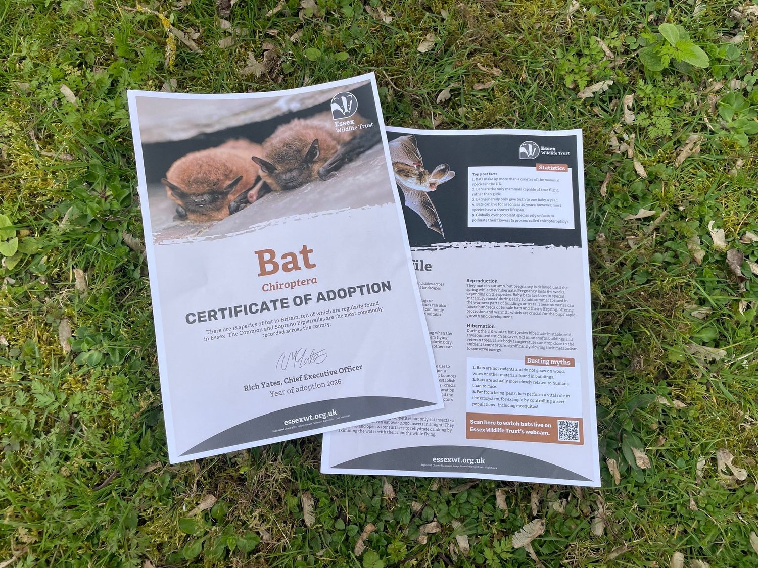 Adopt a bat - digital pack