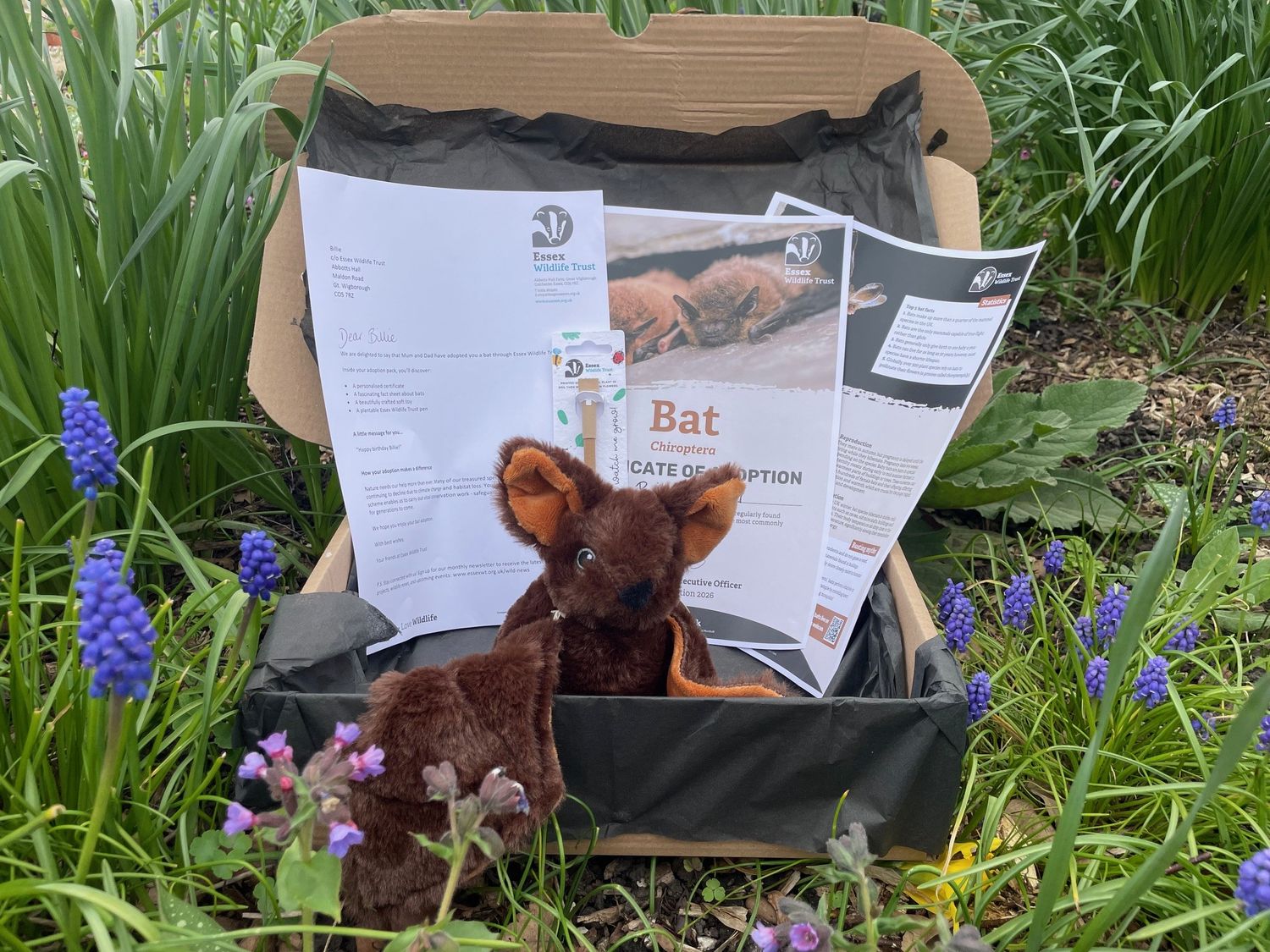 Adopt a bat - gift box