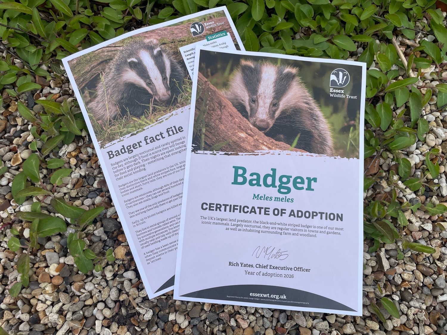 Adopt a badger - digital pack