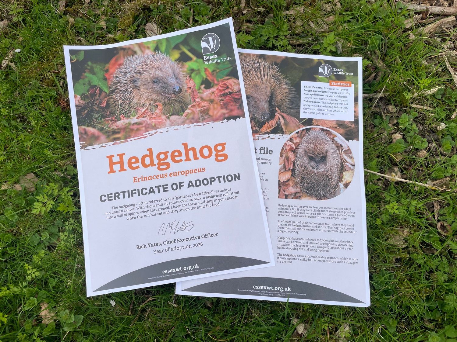 Adopt a hedgehog- digital pack