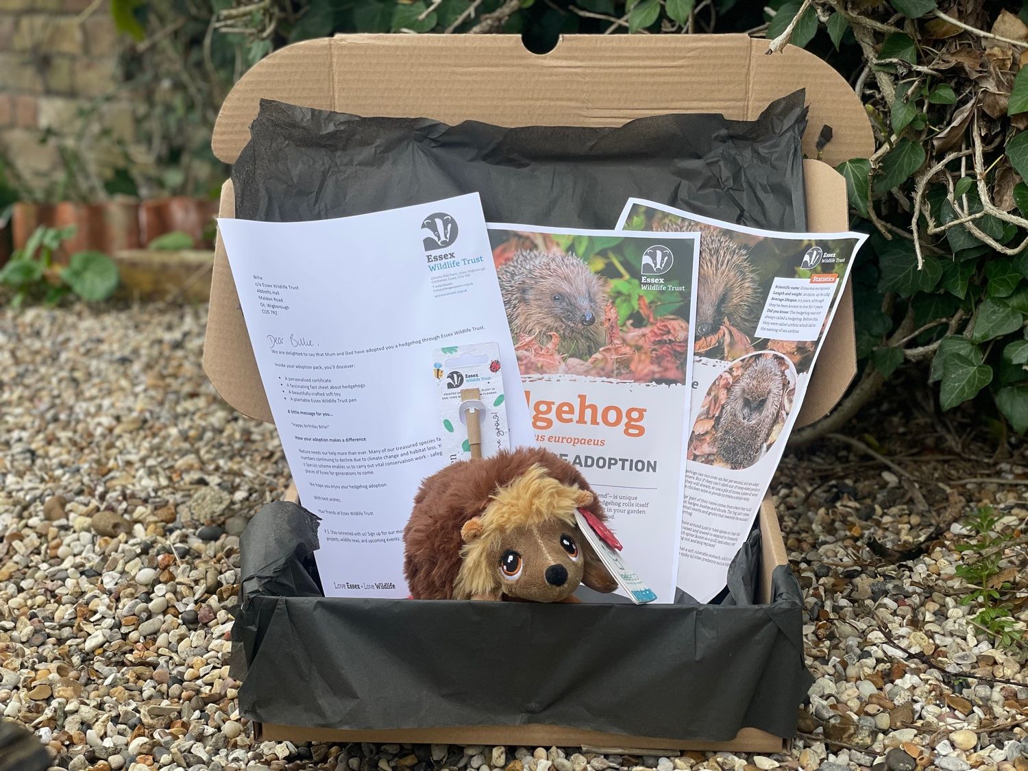 Adopt a hedgehog - gift box