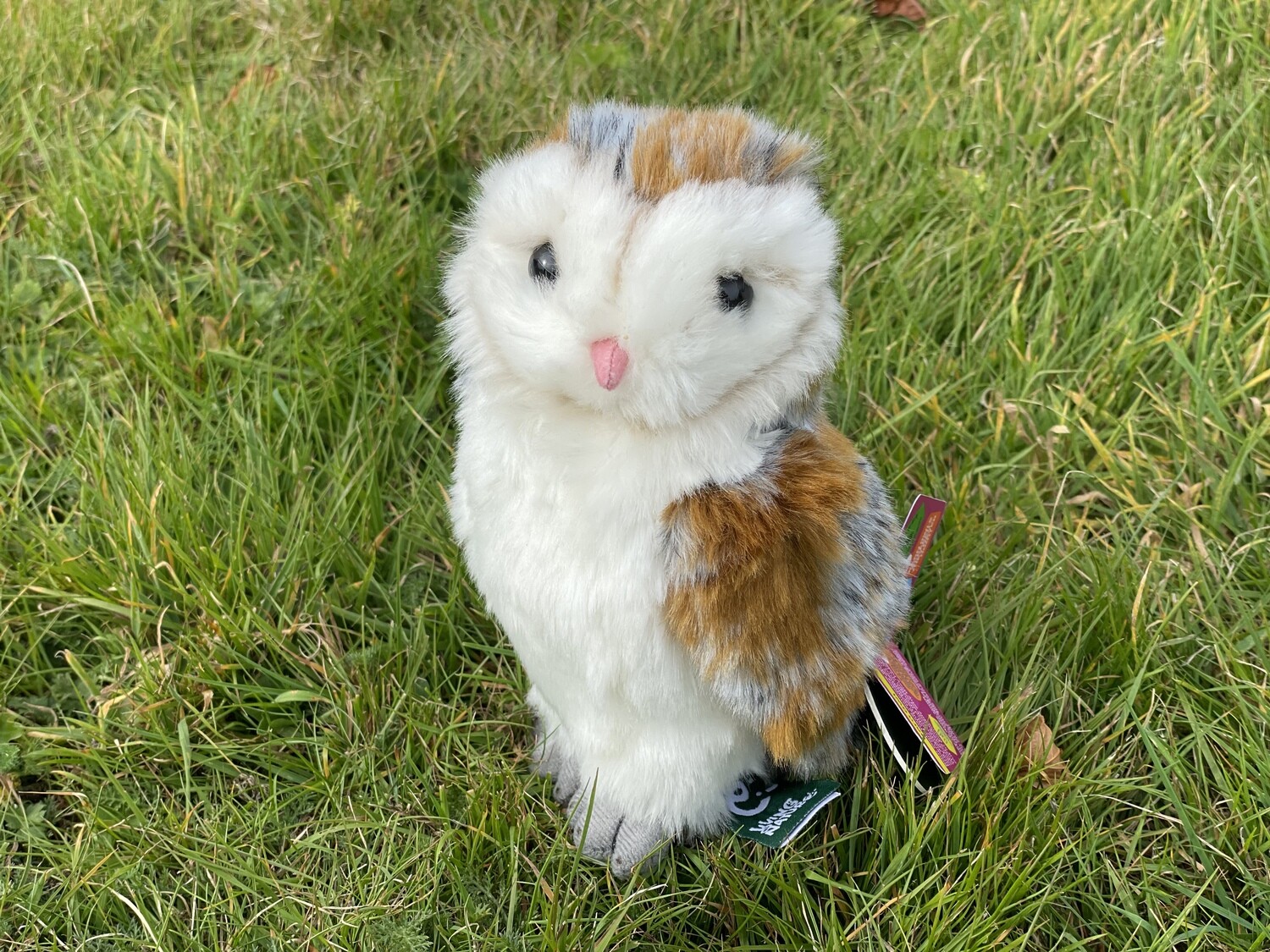 Adopt a barn owl - gift box