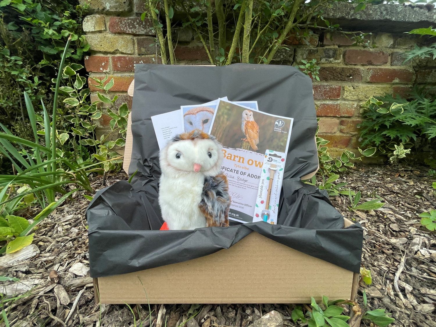 Adopt a barn owl - gift box
