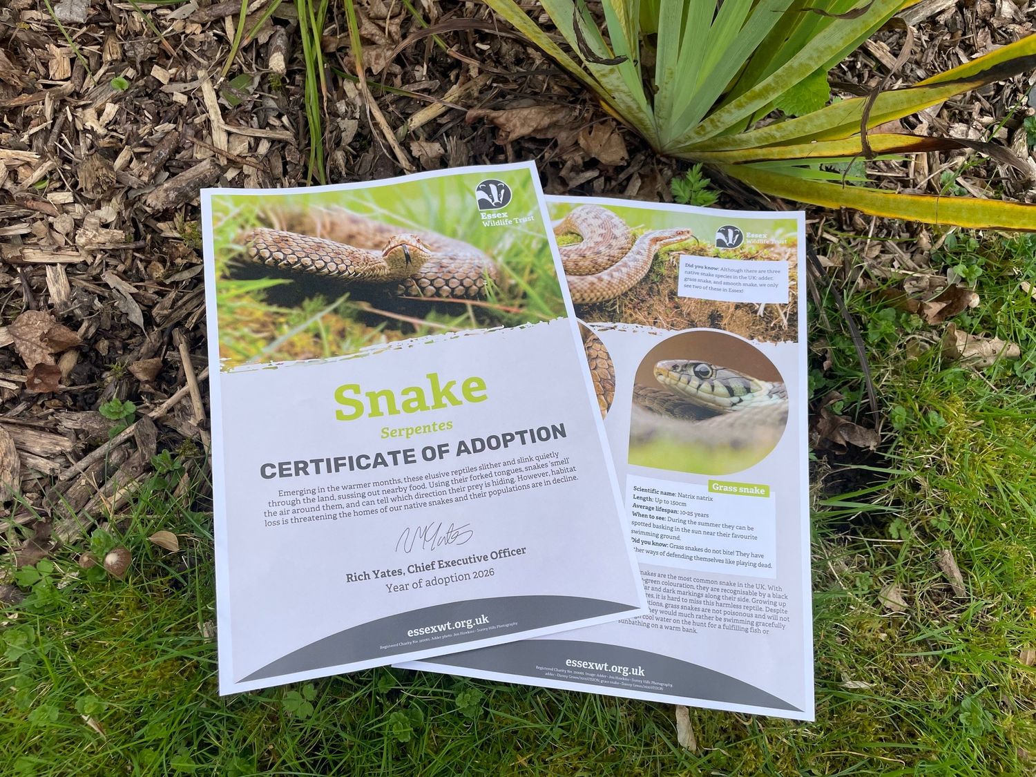 Adopt a snake - digital pack