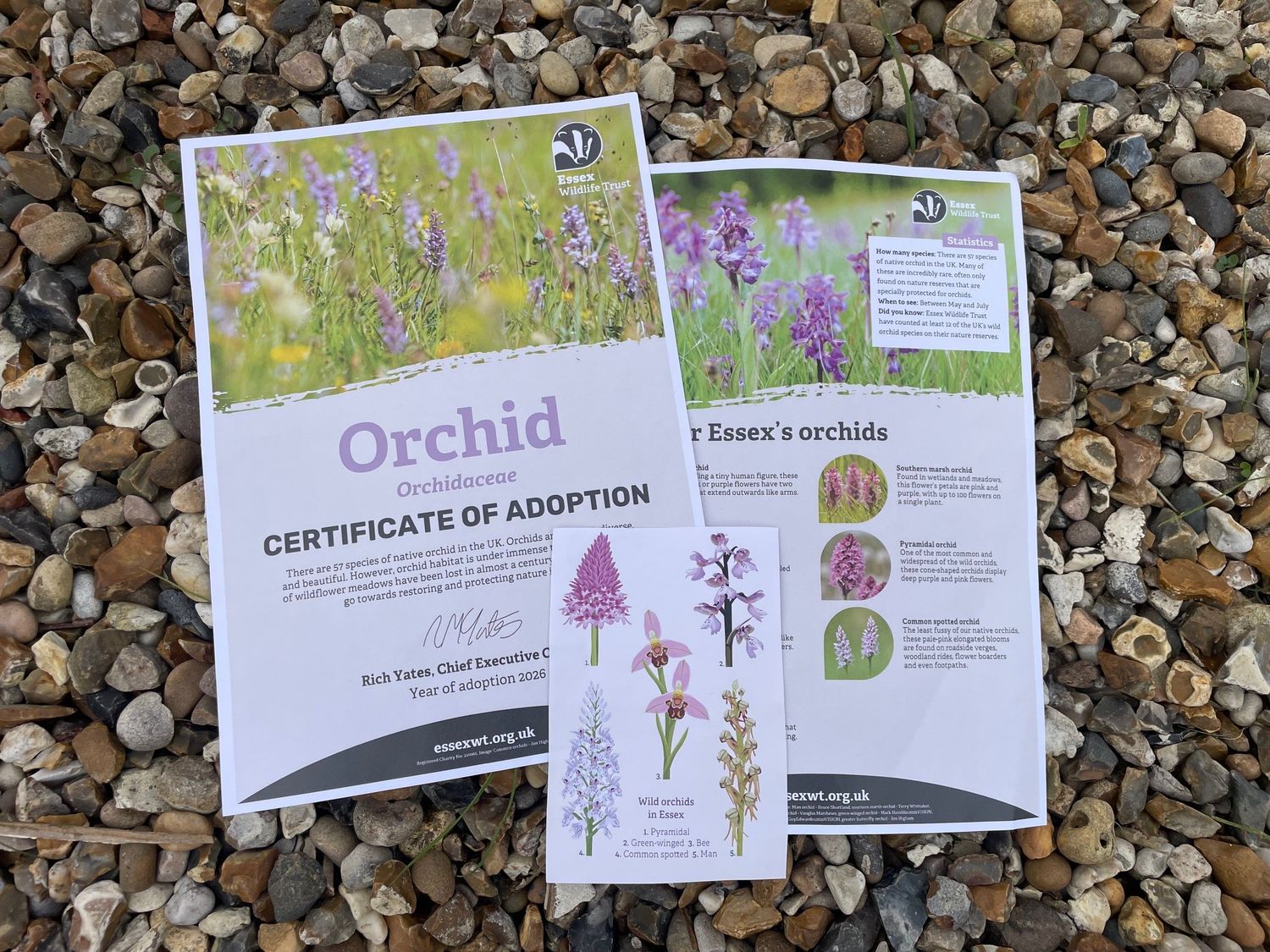 Adopt an Orchid - digital pack