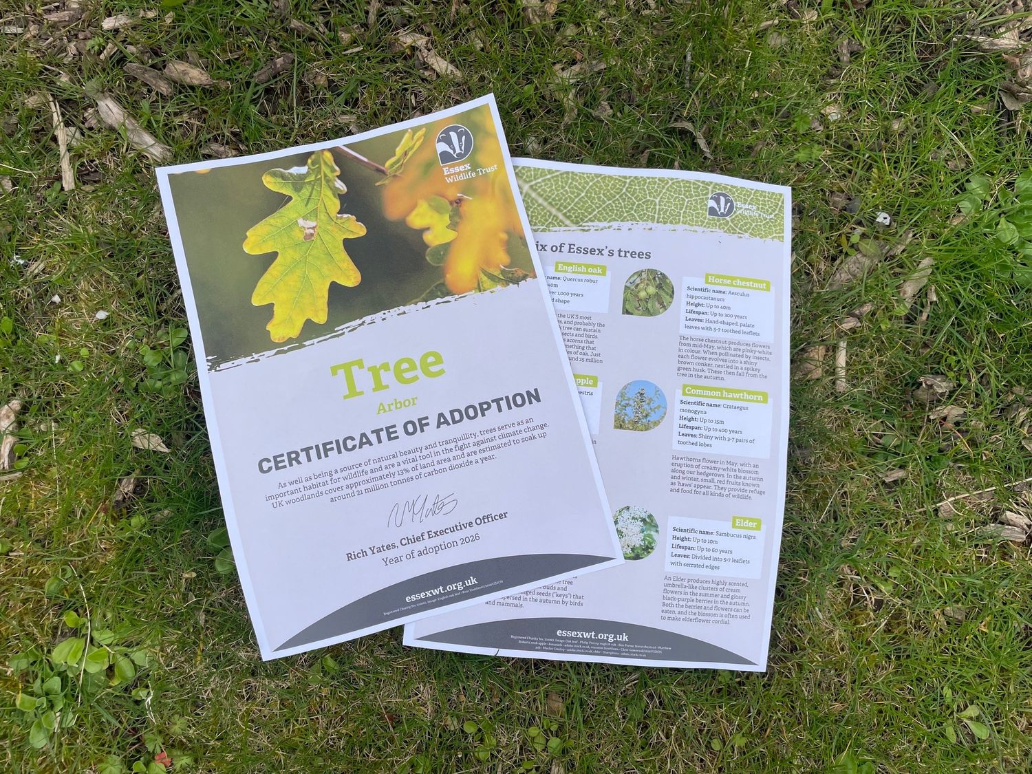 Adopt a tree - digital pack