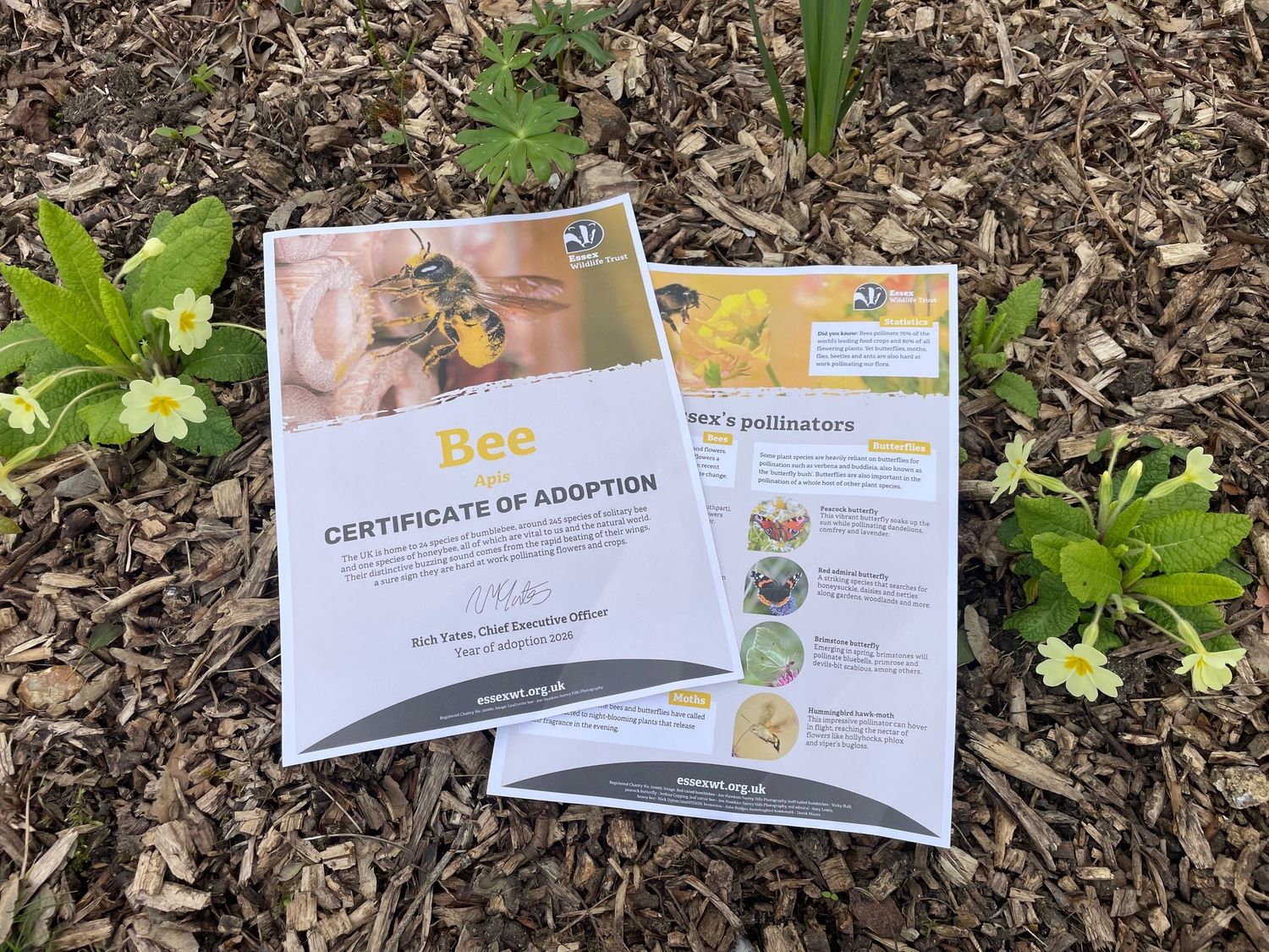 Adopt a bee - digital pack