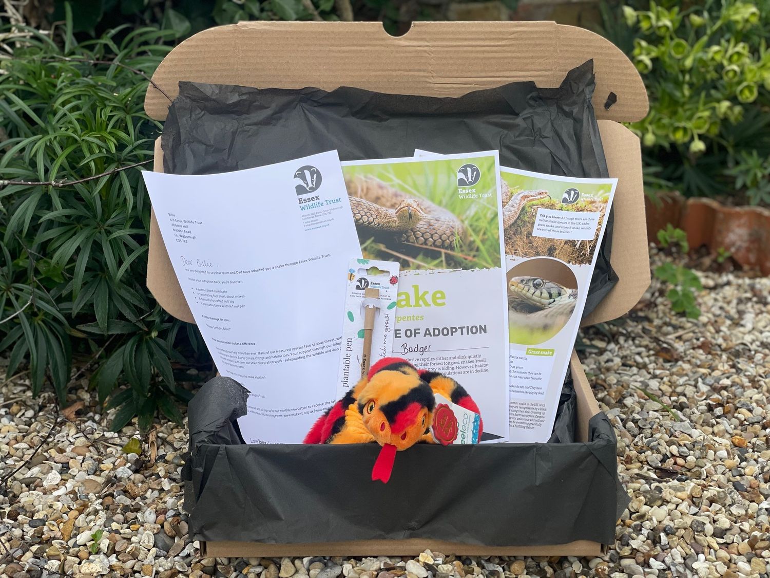 Adopt a snake - gift box