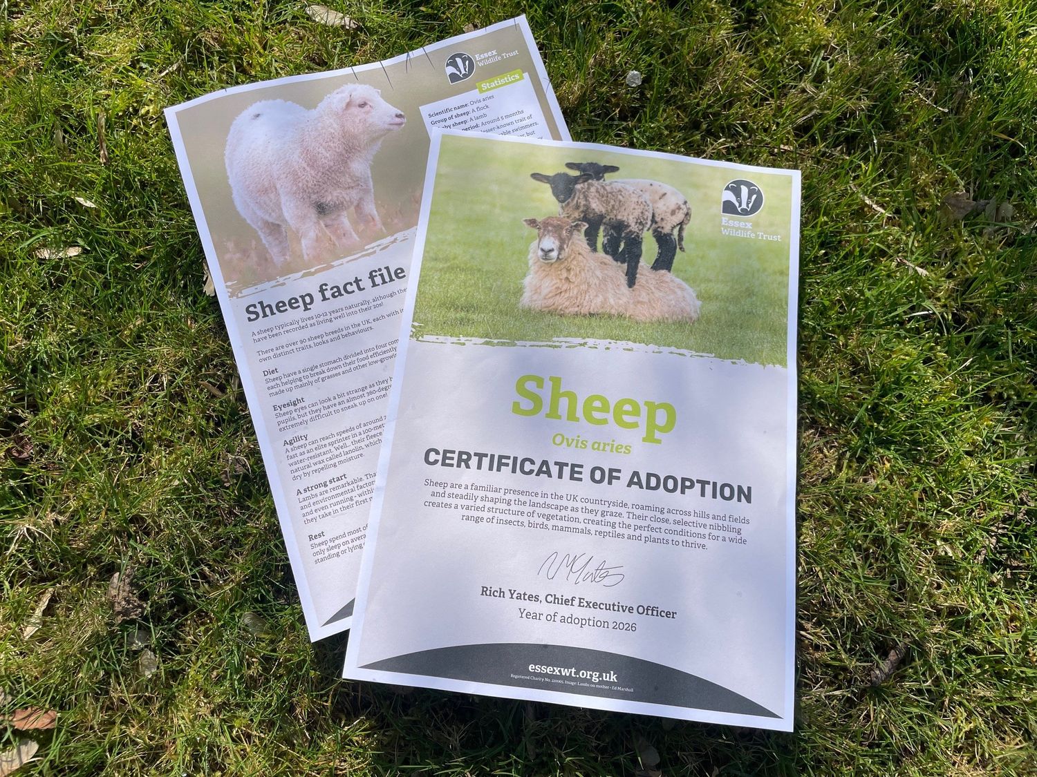 Adopt a sheep - digital pack