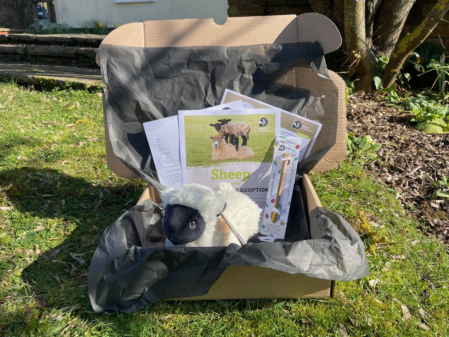 Adopt a sheep - gift box