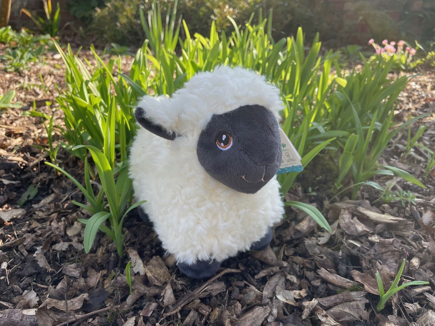 Adopt a sheep - gift box