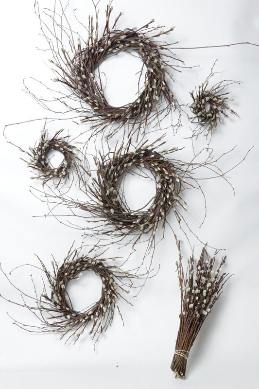 Pussy Willow Value Pack Case of 11