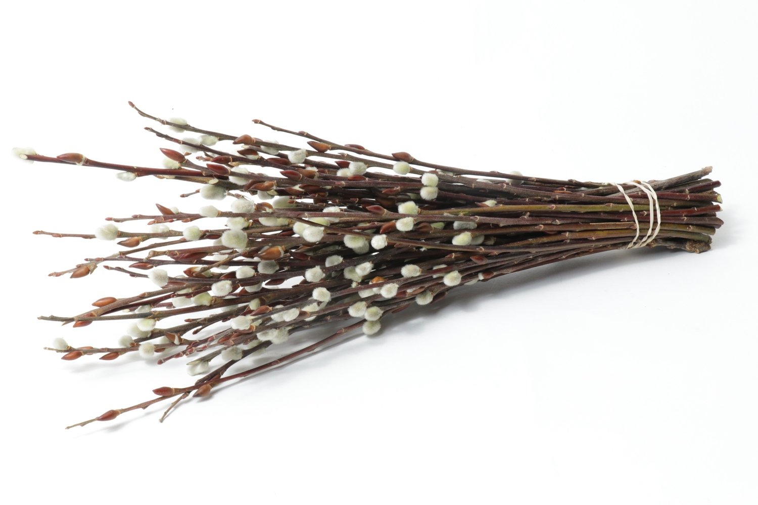 Pussy Willow Tips Bundle Case of 2