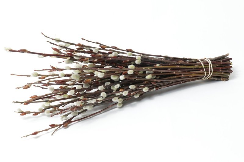 Pussy Willow Tips Bundle Case of 2