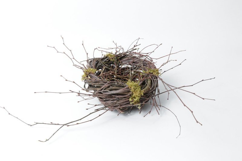 Medium Birch Nest Case of 8