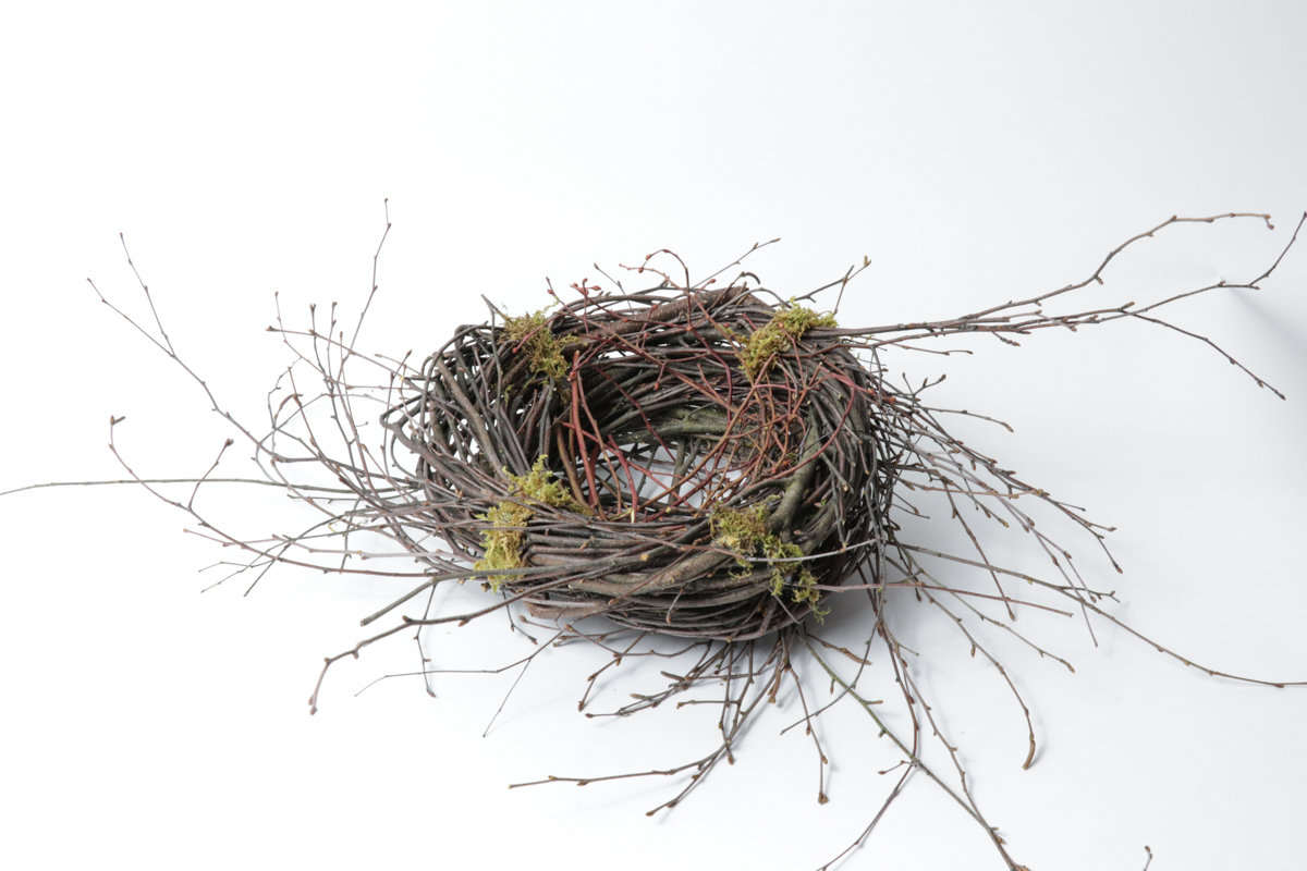Large Birch Nest Case of 6