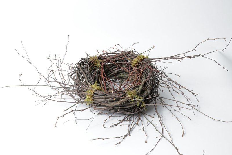 Large Birch Nest Case of 6