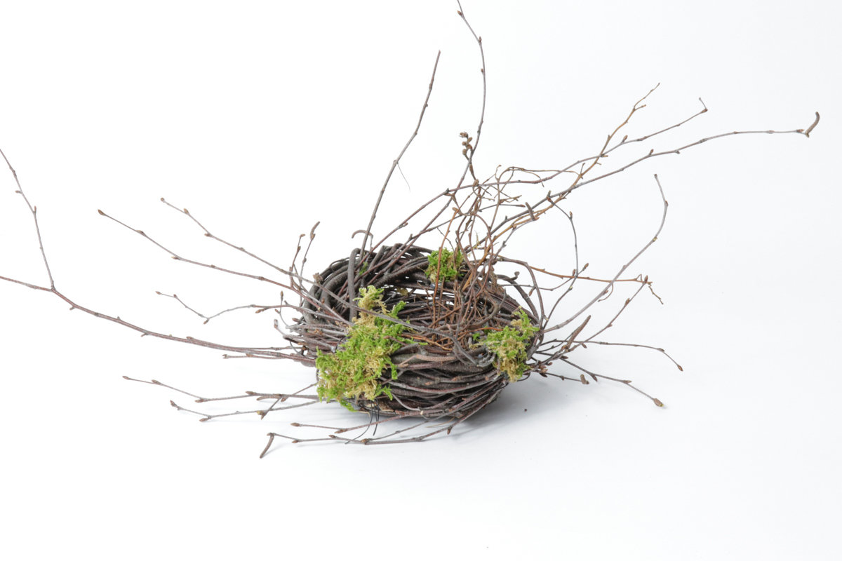 Small Birch Nest Case of 12