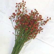 Rosehip Bunches - Case of 12