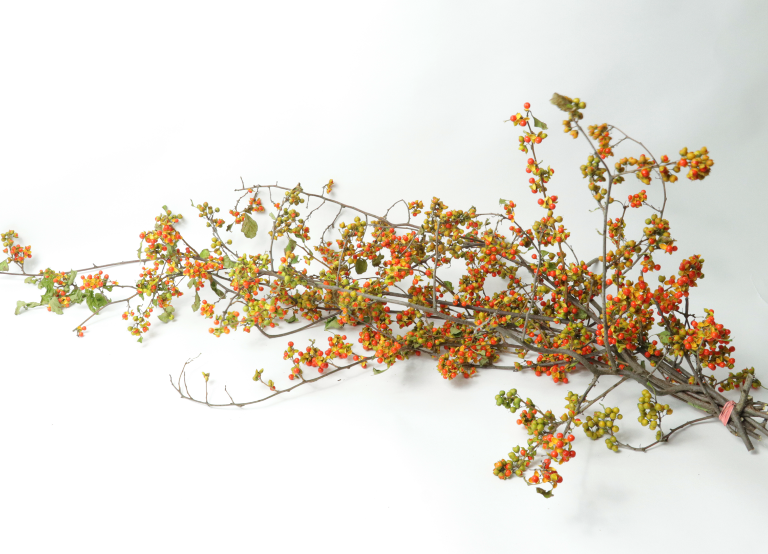 Bittersweet Bunches - Case of 12