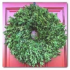 Boxwood