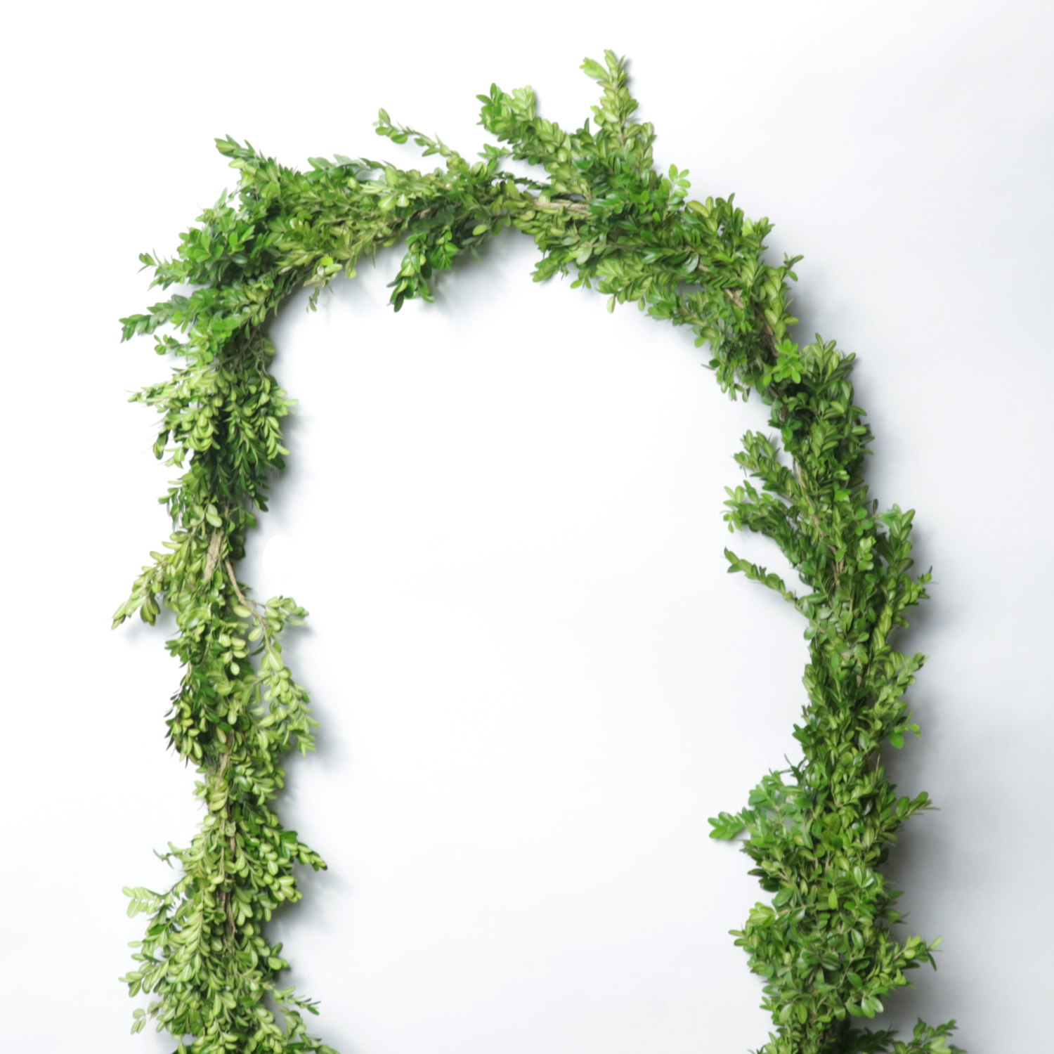 20 Yards Boxwood Garland