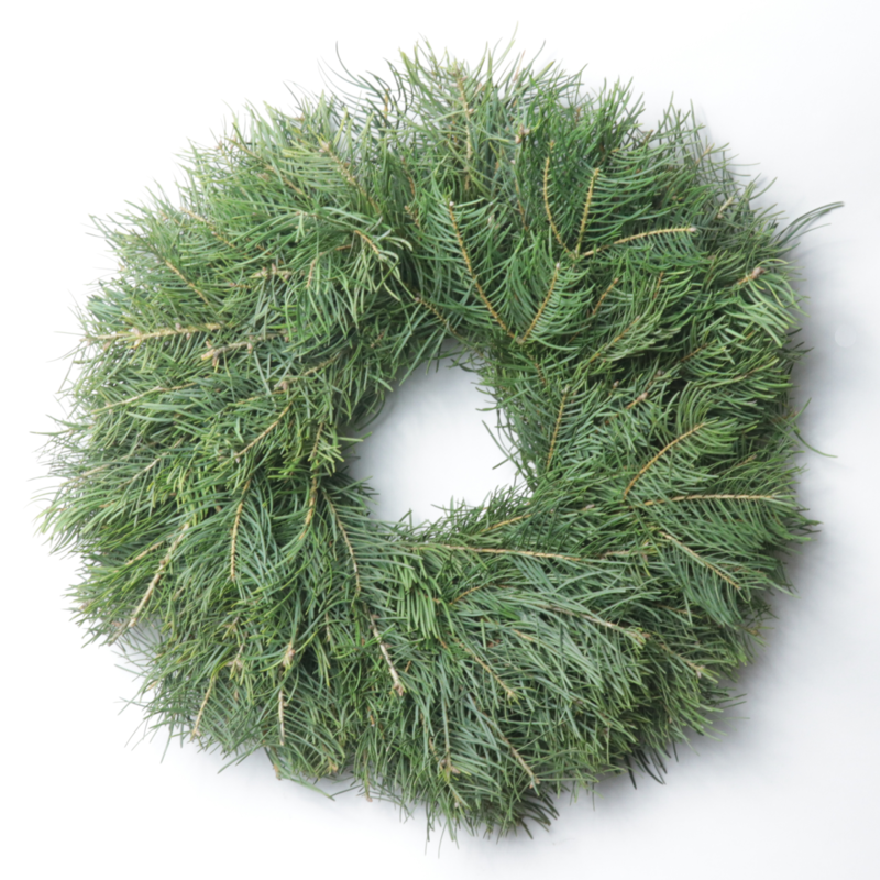 28" Concolor Wreath - Case of 5