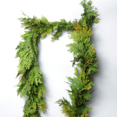 Cedar