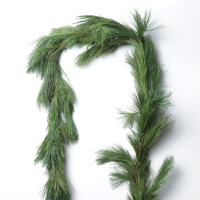 White Pine