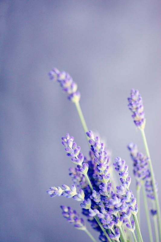 lavendar