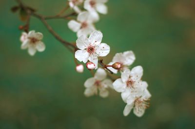 Japanese Cherry Blossom wax melt crumble 6 oz