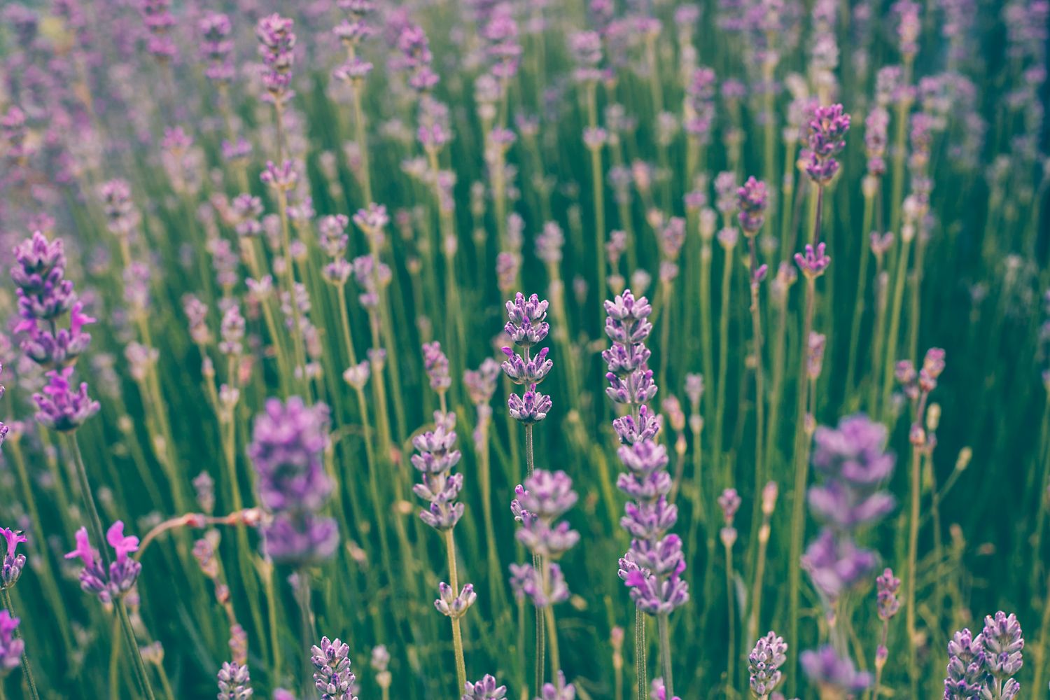 Lavendar Meadow bar soap