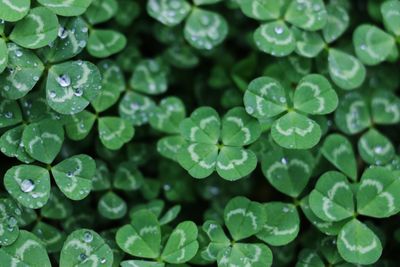 Irish Spring bar soap