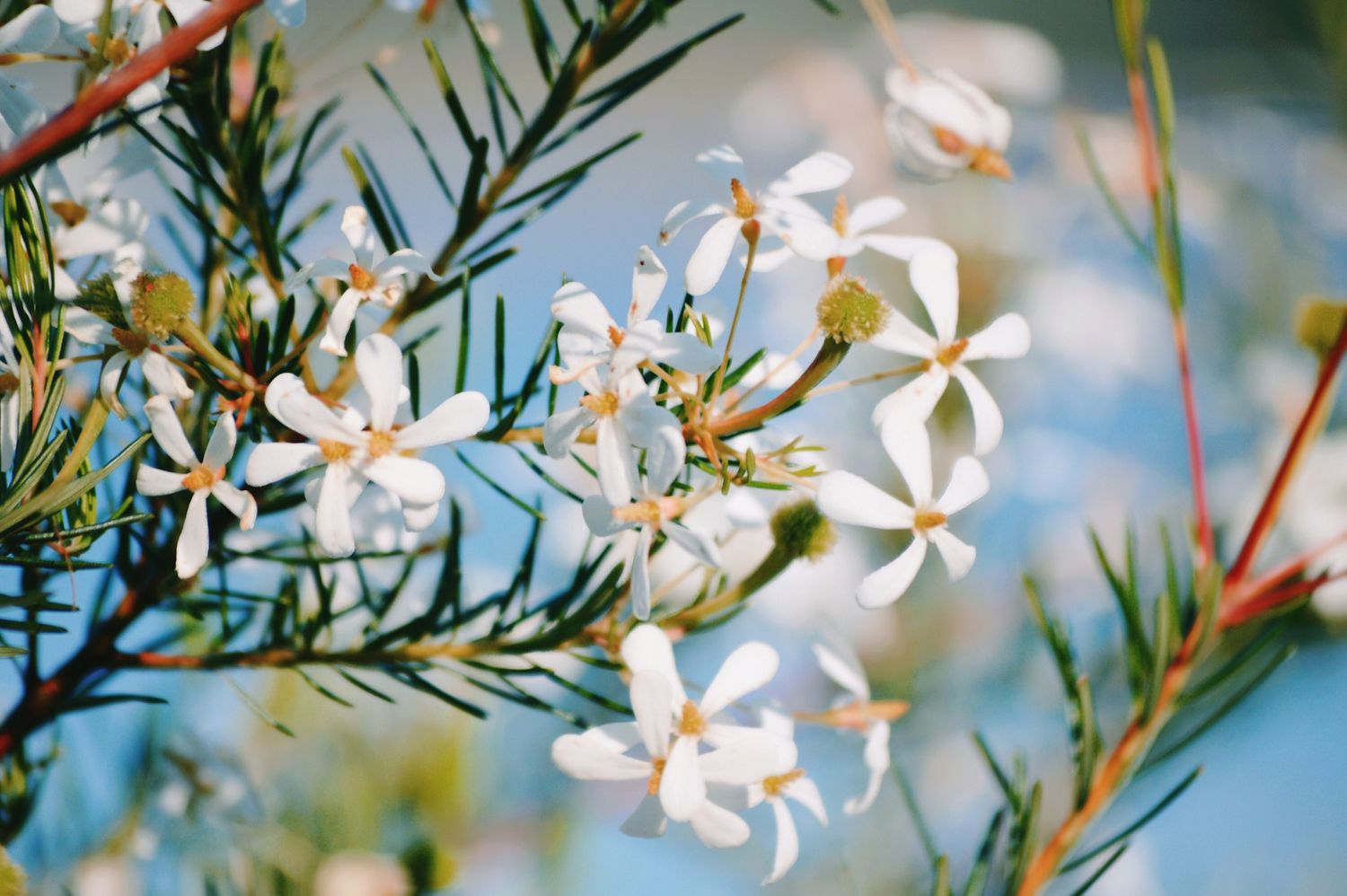 Jasmine 8 oz tin candle