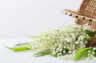 Lily of the Valley Massage bar soap