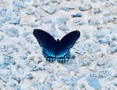 Butterfly kisses bar soap