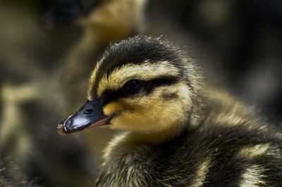 Duck Farts wax melt crumbles