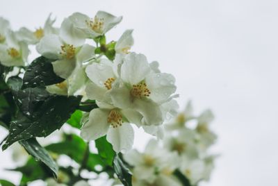 Jasmine 12 ounce jar candle