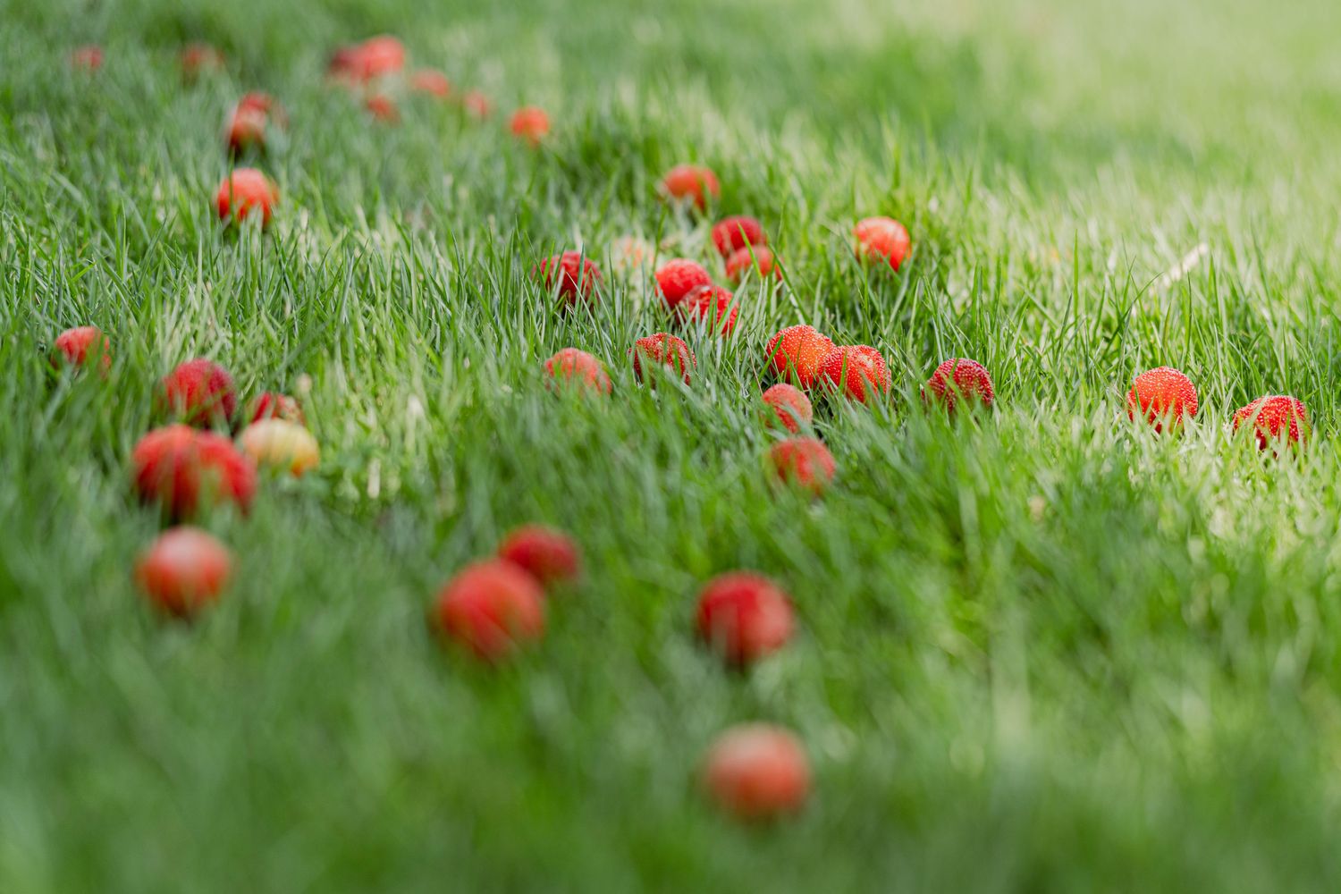 Bayberry 6 oz melt crumble