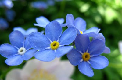 Forget me not bar soap
