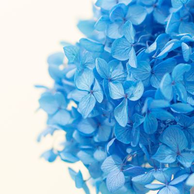Hydrangea wax melt crumbles 6 oz