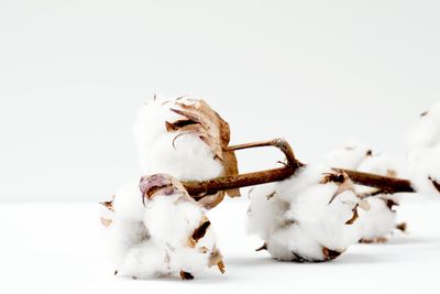 Clean Cotton wax melt crumbles