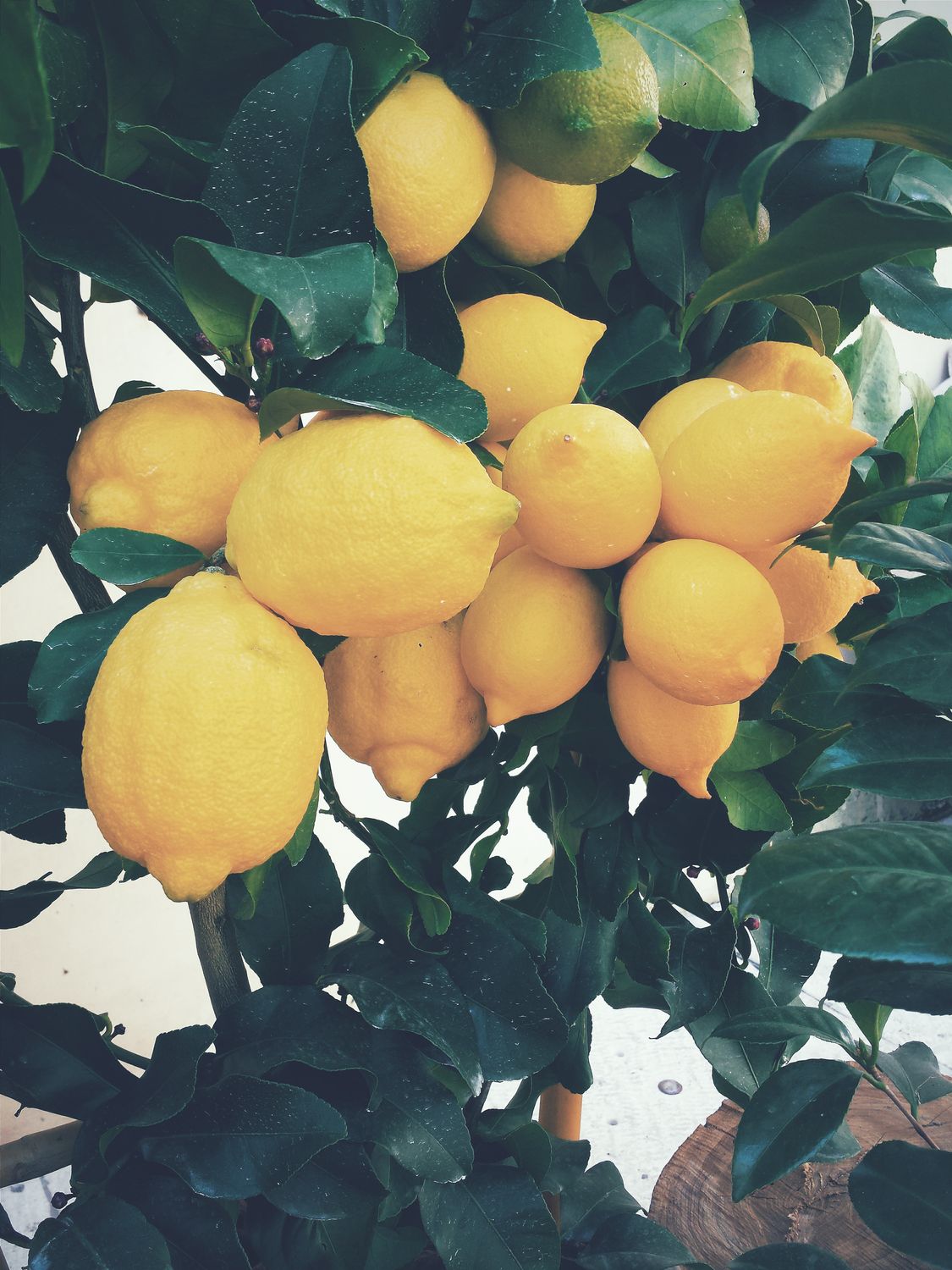 Lemon 12 oz jar candle