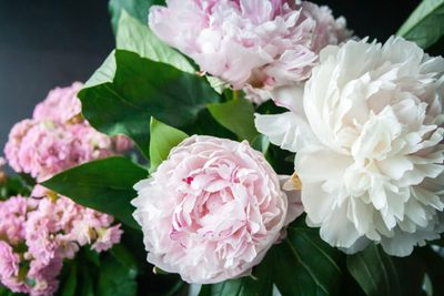 Peonies wax melt crumbles