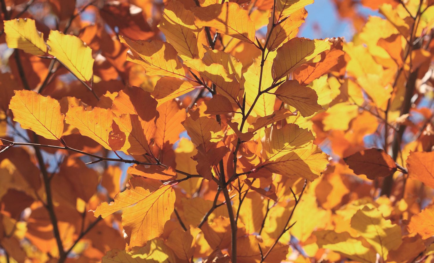 Autumn Leaves 8 oz tin candle
